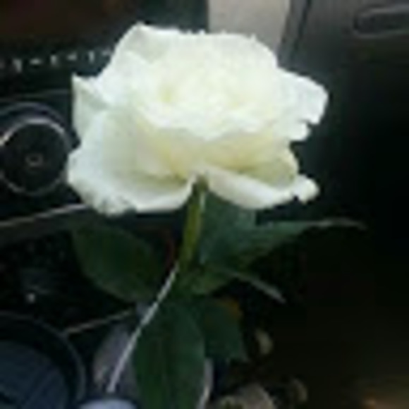 Meet your Posher, Luz - Picture 1 of 1